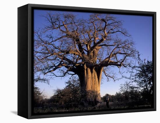 Near Gweta Baobab Tree in Evening with Dried Pods Hanging from Branches, Botswana-Lin Alder-Framed Premier Image Canvas