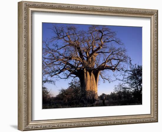 Near Gweta Baobab Tree in Evening with Dried Pods Hanging from Branches, Botswana-Lin Alder-Framed Photographic Print