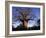 Near Gweta Baobab Tree in Evening with Dried Pods Hanging from Branches, Botswana-Lin Alder-Framed Photographic Print