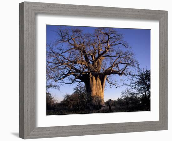 Near Gweta Baobab Tree in Evening with Dried Pods Hanging from Branches, Botswana-Lin Alder-Framed Photographic Print