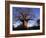 Near Gweta Baobab Tree in Evening with Dried Pods Hanging from Branches, Botswana-Lin Alder-Framed Photographic Print