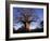 Near Gweta Baobab Tree in Evening with Dried Pods Hanging from Branches, Botswana-Lin Alder-Framed Photographic Print