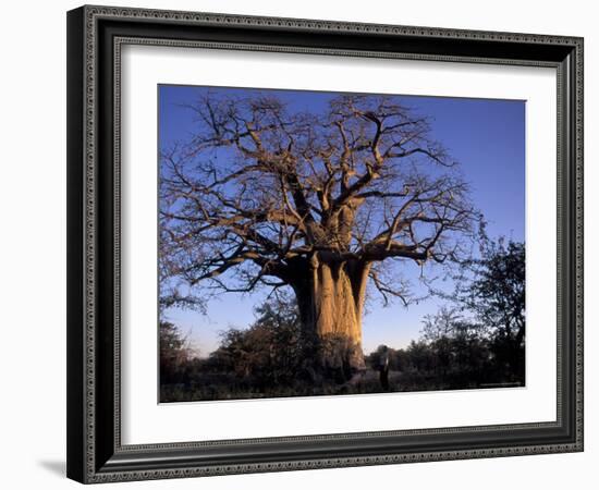 Near Gweta Baobab Tree in Evening with Dried Pods Hanging from Branches, Botswana-Lin Alder-Framed Photographic Print