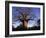 Near Gweta Baobab Tree in Evening with Dried Pods Hanging from Branches, Botswana-Lin Alder-Framed Photographic Print