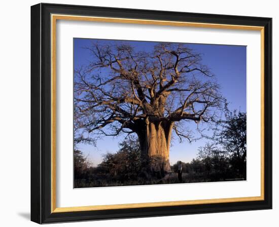 Near Gweta Baobab Tree in Evening with Dried Pods Hanging from Branches, Botswana-Lin Alder-Framed Photographic Print