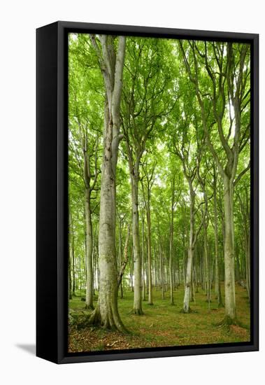 Near-Natural Beech Forest, Stubnitz, Island RŸgen-Andreas Vitting-Framed Premier Image Canvas