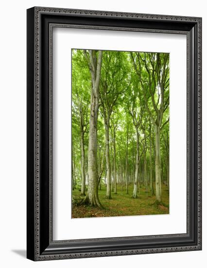 Near-Natural Beech Forest, Stubnitz, Island RŸgen-Andreas Vitting-Framed Photographic Print