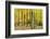 Nearly Natural Beeches Timber Forest in Autumn, Spessart Nature Park, Bavaria-Andreas Vitting-Framed Photographic Print