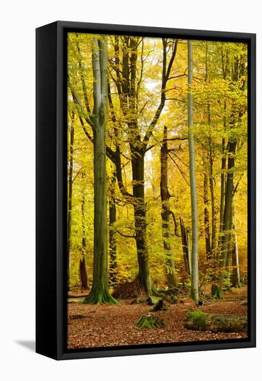 Nearly Natural Mixed Deciduous Forest with Old Oaks and Beeches in Autumn, Spessart Nature Park-Andreas Vitting-Framed Premier Image Canvas