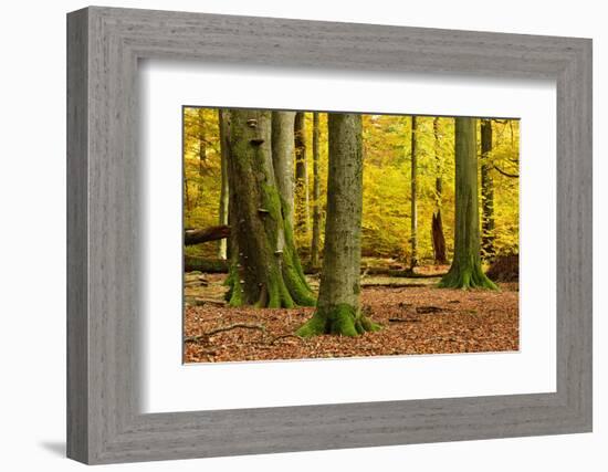 Nearly Natural Mixed Deciduous Forest with Old Oaks and Beeches in Autumn, Spessart Nature Park-Andreas Vitting-Framed Photographic Print