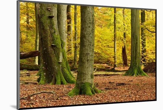 Nearly Natural Mixed Deciduous Forest with Old Oaks and Beeches in Autumn, Spessart Nature Park-Andreas Vitting-Mounted Photographic Print