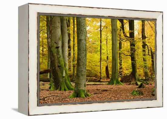 Nearly Natural Mixed Deciduous Forest with Old Oaks and Beeches in Autumn, Spessart Nature Park-Andreas Vitting-Framed Premier Image Canvas