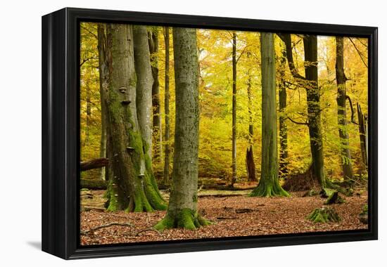 Nearly Natural Mixed Deciduous Forest with Old Oaks and Beeches in Autumn, Spessart Nature Park-Andreas Vitting-Framed Premier Image Canvas