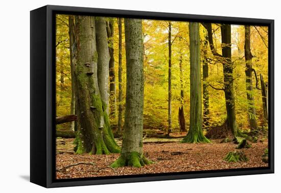 Nearly Natural Mixed Deciduous Forest with Old Oaks and Beeches in Autumn, Spessart Nature Park-Andreas Vitting-Framed Premier Image Canvas