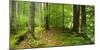 Nearly Natural Spruce Forest, Ammergau Alps, Saulgrub, Bavaria, Germany-Andreas Vitting-Mounted Photographic Print