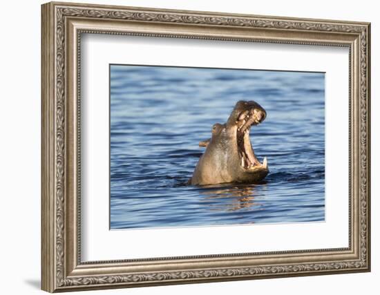 Nearly Submerged Hippotomus in Blue Water Yawns, Ngorongoro, Tanzania-James Heupel-Framed Photographic Print