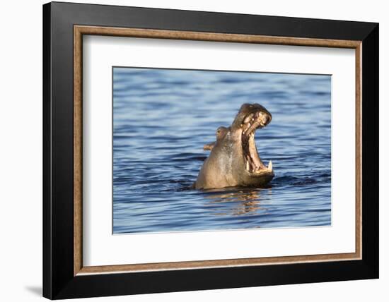 Nearly Submerged Hippotomus in Blue Water Yawns, Ngorongoro, Tanzania-James Heupel-Framed Photographic Print