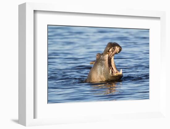 Nearly Submerged Hippotomus in Blue Water Yawns, Ngorongoro, Tanzania-James Heupel-Framed Photographic Print