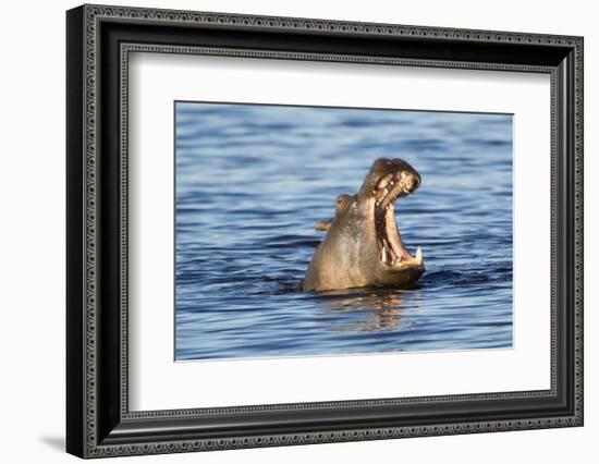 Nearly Submerged Hippotomus in Blue Water Yawns, Ngorongoro, Tanzania-James Heupel-Framed Photographic Print