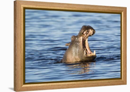 Nearly Submerged Hippotomus in Blue Water Yawns, Ngorongoro, Tanzania-James Heupel-Framed Premier Image Canvas