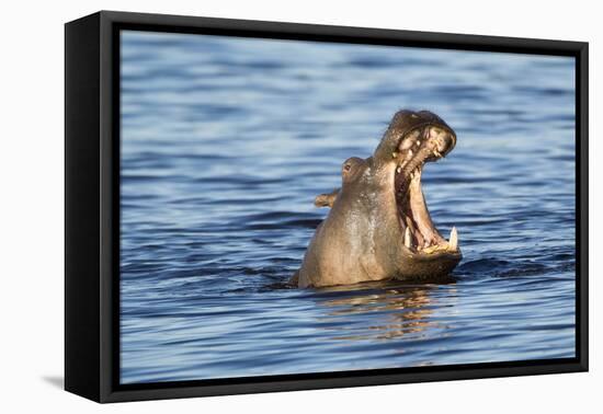 Nearly Submerged Hippotomus in Blue Water Yawns, Ngorongoro, Tanzania-James Heupel-Framed Premier Image Canvas