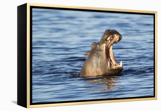 Nearly Submerged Hippotomus in Blue Water Yawns, Ngorongoro, Tanzania-James Heupel-Framed Premier Image Canvas