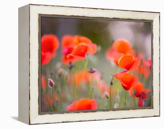 Nearness-Marco Carmassi-Framed Premier Image Canvas