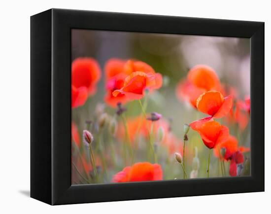 Nearness-Marco Carmassi-Framed Premier Image Canvas