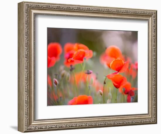 Nearness-Marco Carmassi-Framed Photographic Print