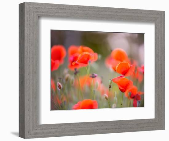 Nearness-Marco Carmassi-Framed Photographic Print