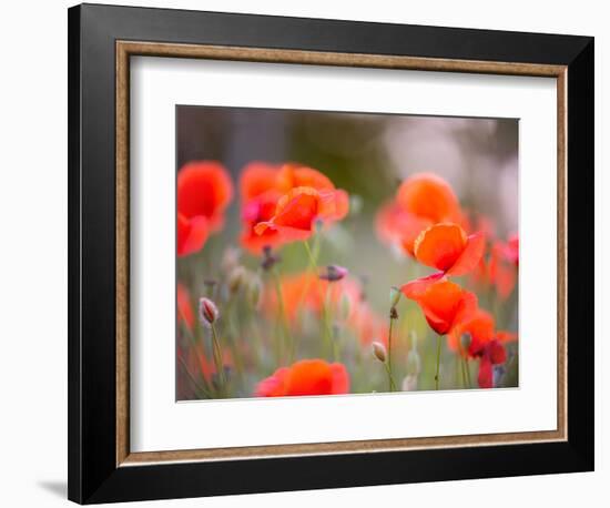 Nearness-Marco Carmassi-Framed Photographic Print