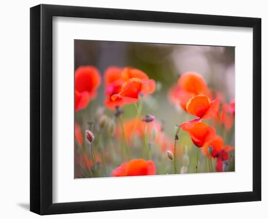 Nearness-Marco Carmassi-Framed Photographic Print