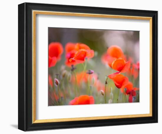 Nearness-Marco Carmassi-Framed Photographic Print