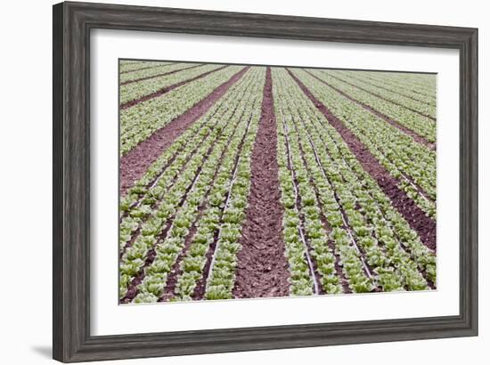 Neat Rows of Organic Lettuce on Farm, Soledad, California, USA-Jaynes Gallery-Framed Photographic Print