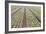 Neat Rows of Organic Lettuce on Farm, Soledad, California, USA-Jaynes Gallery-Framed Photographic Print