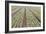 Neat Rows of Organic Lettuce on Farm, Soledad, California, USA-Jaynes Gallery-Framed Photographic Print