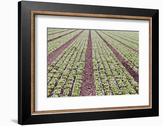 Neat Rows of Organic Lettuce on Farm, Soledad, California, USA-Jaynes Gallery-Framed Photographic Print