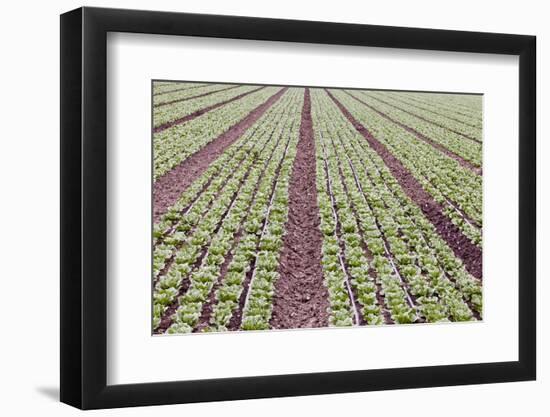 Neat Rows of Organic Lettuce on Farm, Soledad, California, USA-Jaynes Gallery-Framed Photographic Print