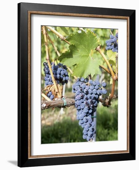 Nebbiolo Grapes, Tuscany, Italy-Armin Faber-Framed Photographic Print