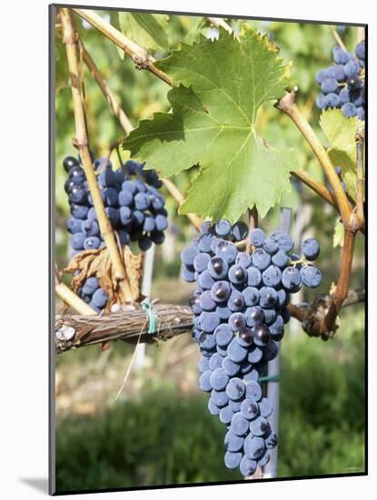 Nebbiolo Grapes, Tuscany, Italy-Armin Faber-Mounted Photographic Print