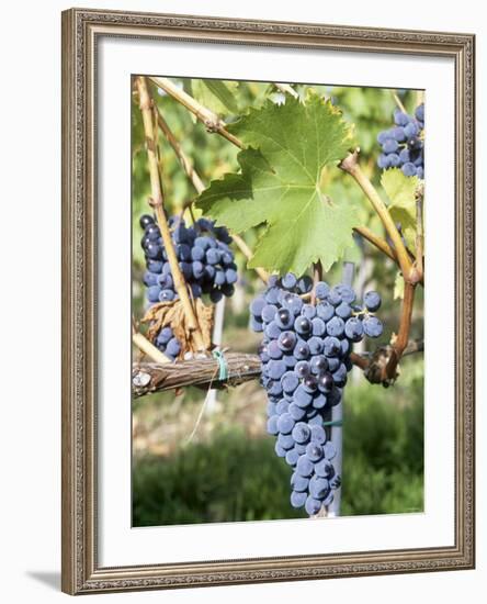 Nebbiolo Grapes, Tuscany, Italy-Armin Faber-Framed Photographic Print