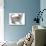 Nebelung Kitten-null-Photographic Print displayed on a wall