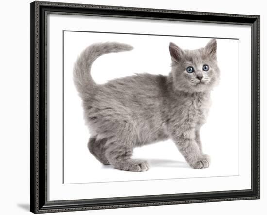 Nebelung Kitten-null-Framed Photographic Print