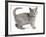 Nebelung Kitten-null-Framed Photographic Print