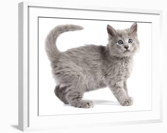 Nebelung Kitten-null-Framed Photographic Print