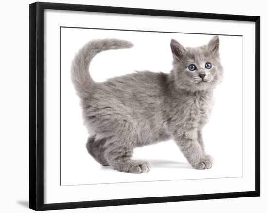 Nebelung Kitten-null-Framed Photographic Print