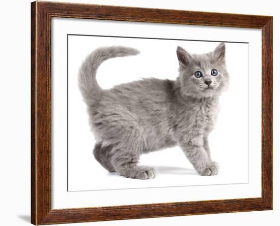 Nebelung Kitten--Framed Photographic Print