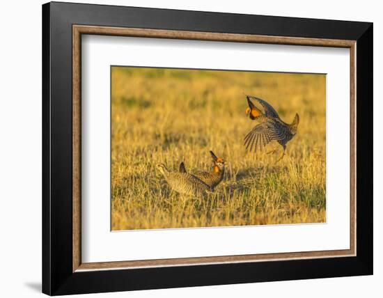 Nebraska, Sand Hills. Male Greater Prairie Chickens Fighting-Jaynes Gallery-Framed Photographic Print