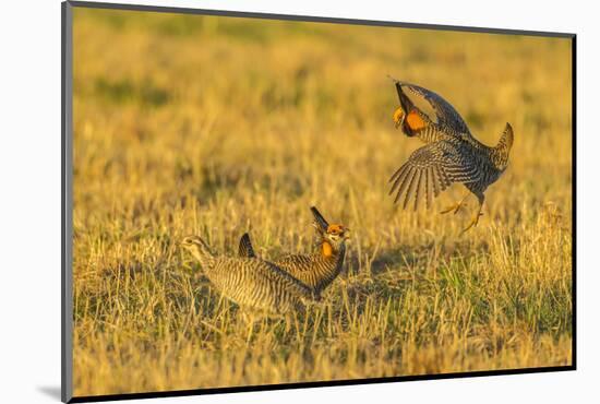 Nebraska, Sand Hills. Male Greater Prairie Chickens Fighting-Jaynes Gallery-Mounted Photographic Print