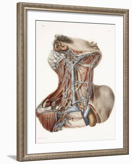 Neck Anatomy, 19th Century Artwork-Science Photo Library-Framed Photographic Print